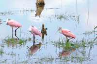 Spoonbills